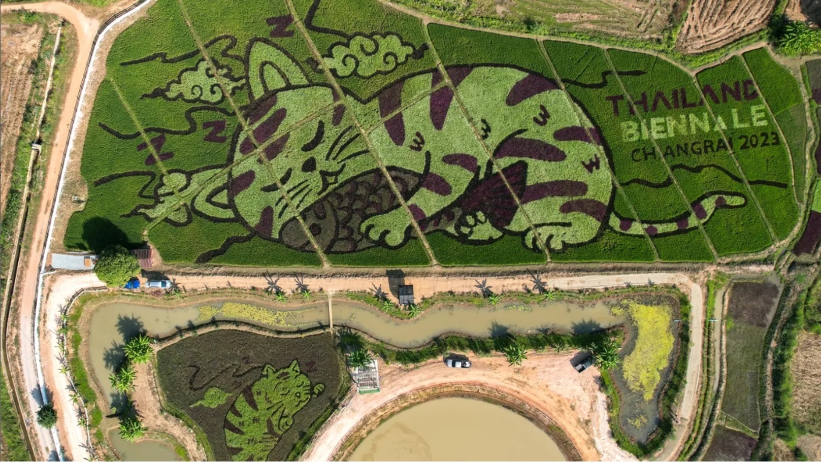 تايلاند: إبداع زراعي في تحويل حقول الأرز إلى لوحات تشكيلية تجذب السياح