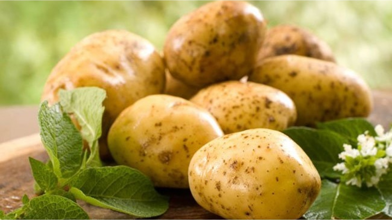 بطاطس