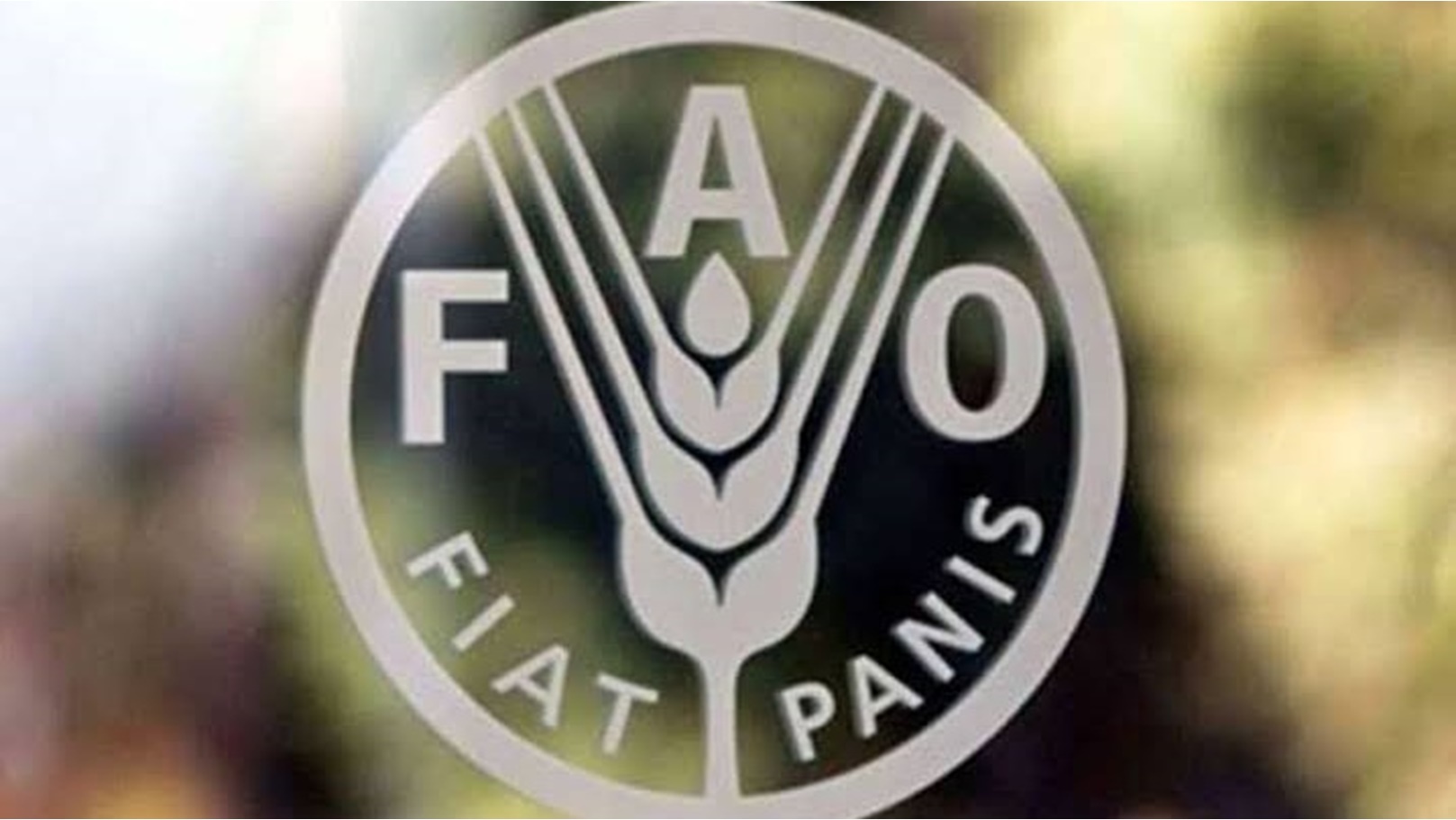 الفاو