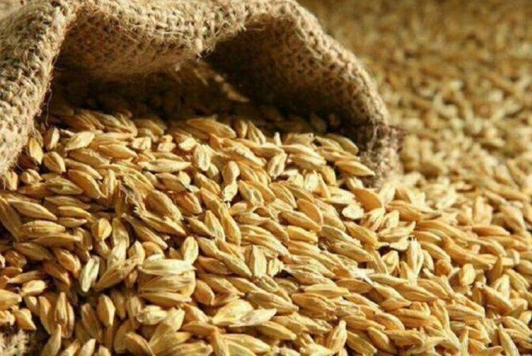 حبوب قمح