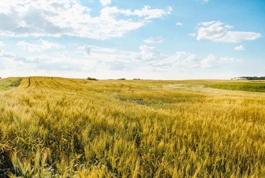 زراعة القمح اوروبا