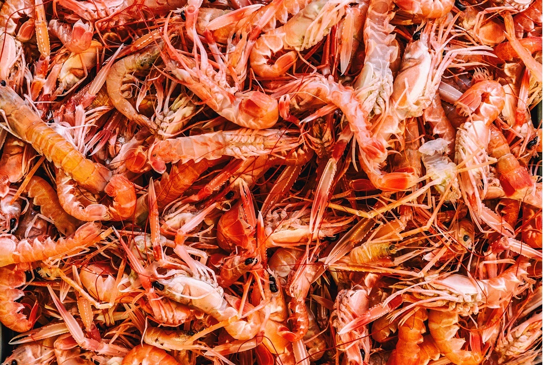 واردت مصر من الجمبرى