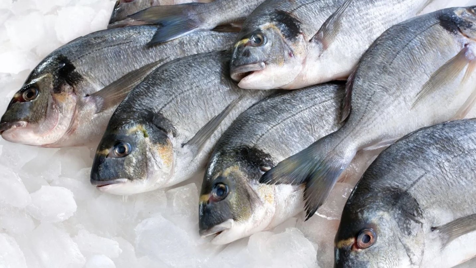 سعر السمك اليوم