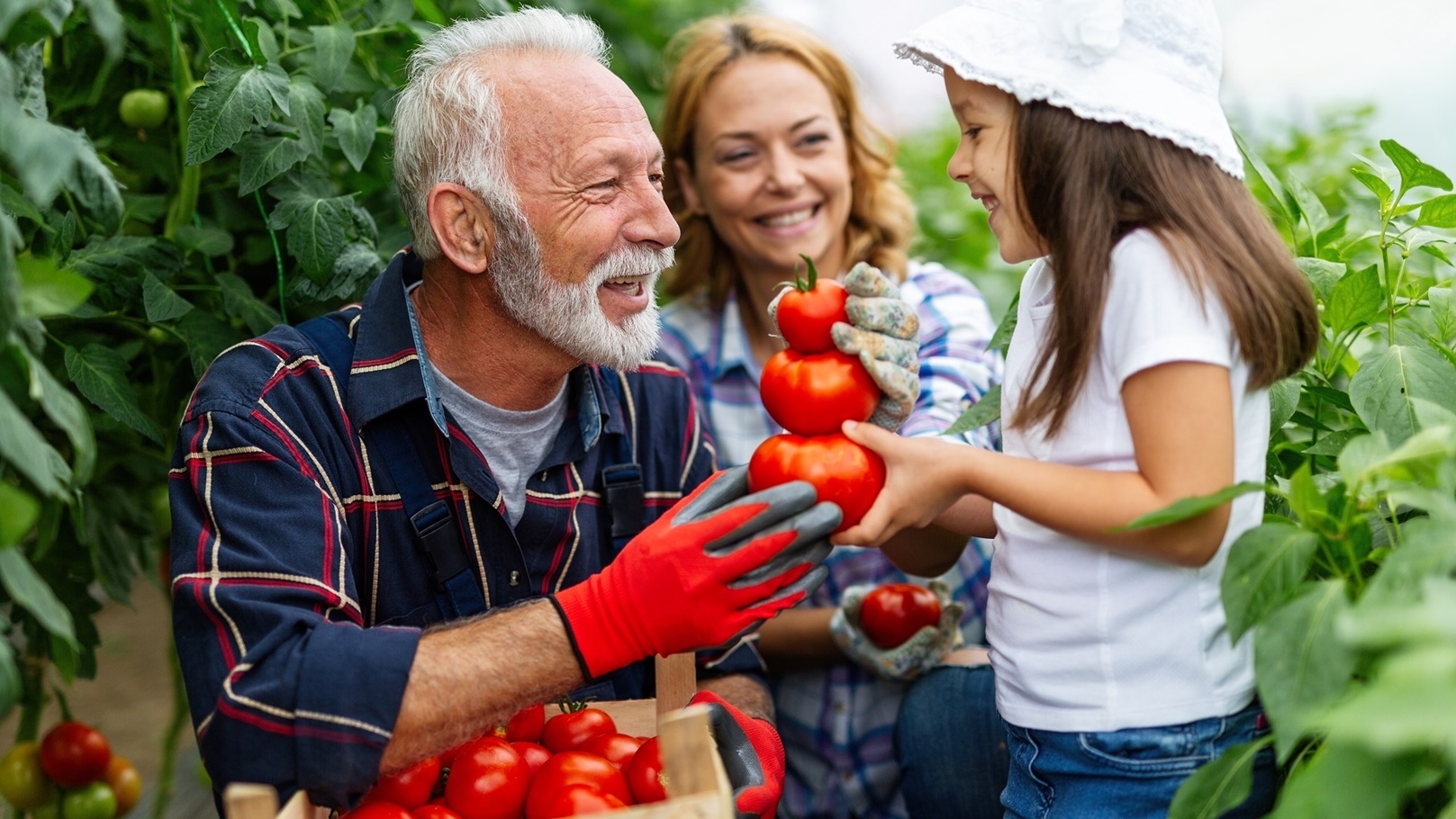 grandfather-growing-organic-vegetables-with-family-2022-07-01-16-35-33-utc