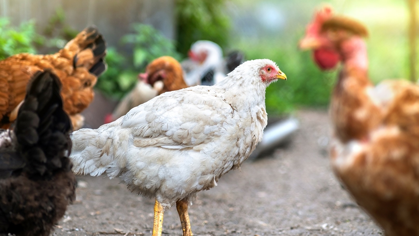 hens-feeding-on-traditional-rural-barnyard-close-2022-02-09-06-51-06-utc