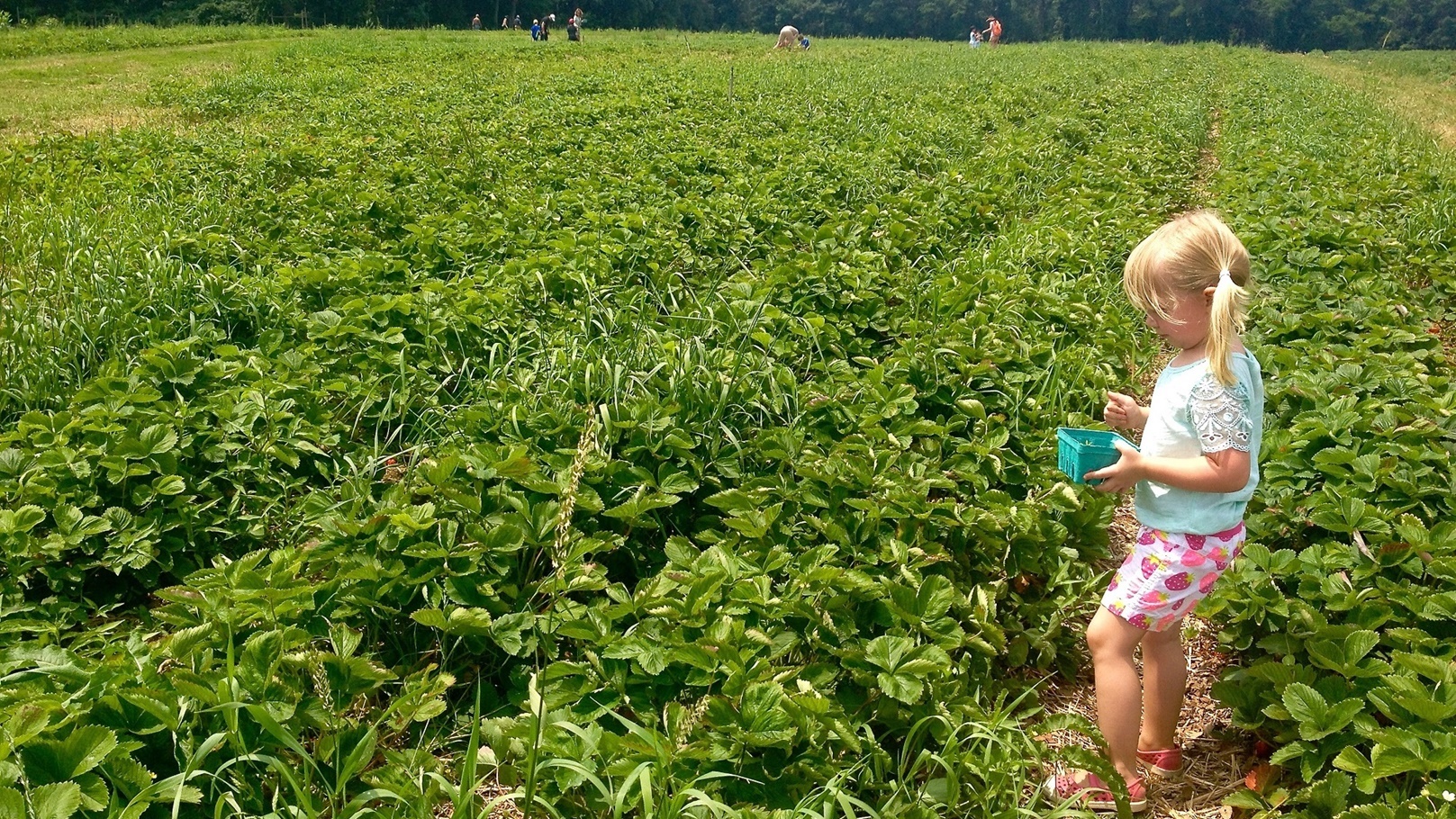 strawberry-fields-2021-11-25-17-49-13-utc