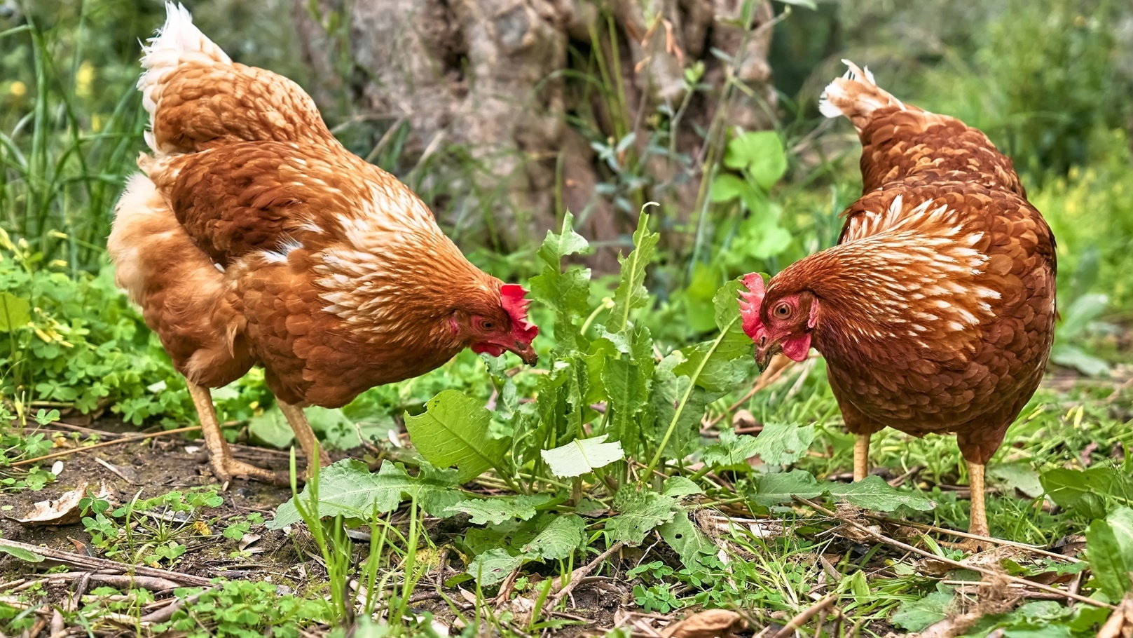 free-grazing-domestic-hens-on-a-traditional-free-r-2022-03-29-23-22-01-utc