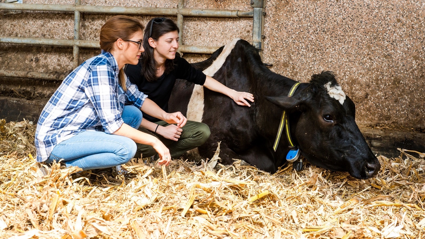 female-farmers-tending-sick-cow-at-organic-dairy-f-2022-03-04-01-47-13-utc
