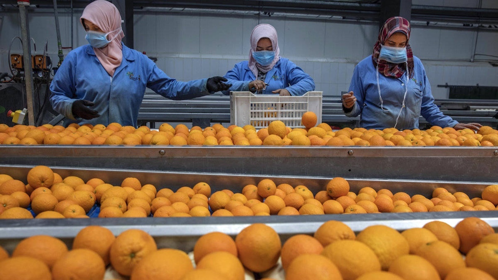 موالح مصرية