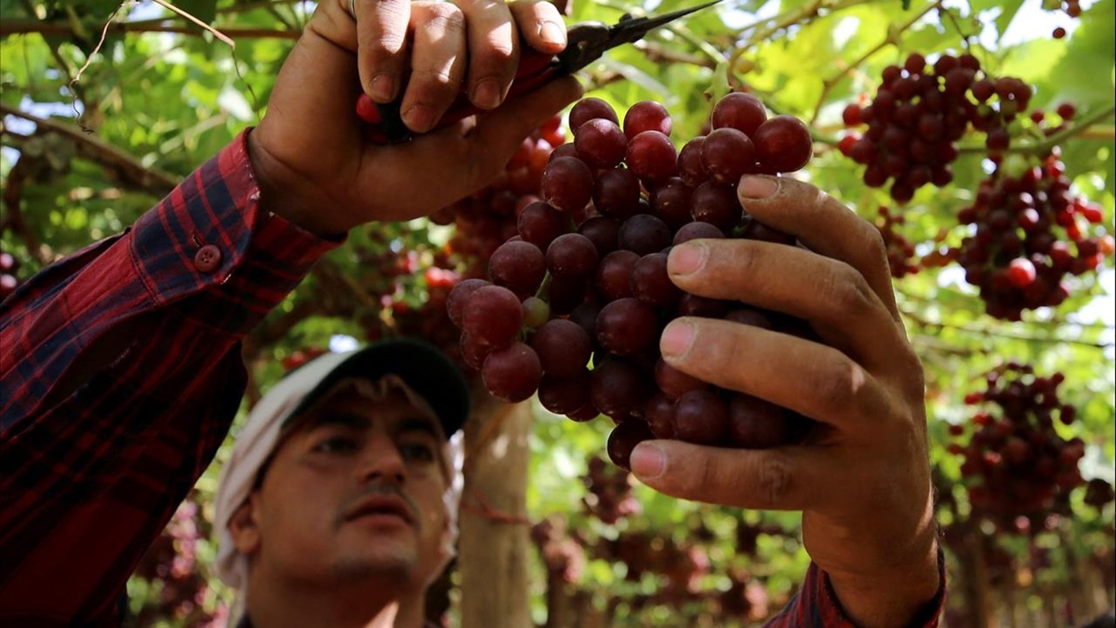 الحاصلات الزراعية