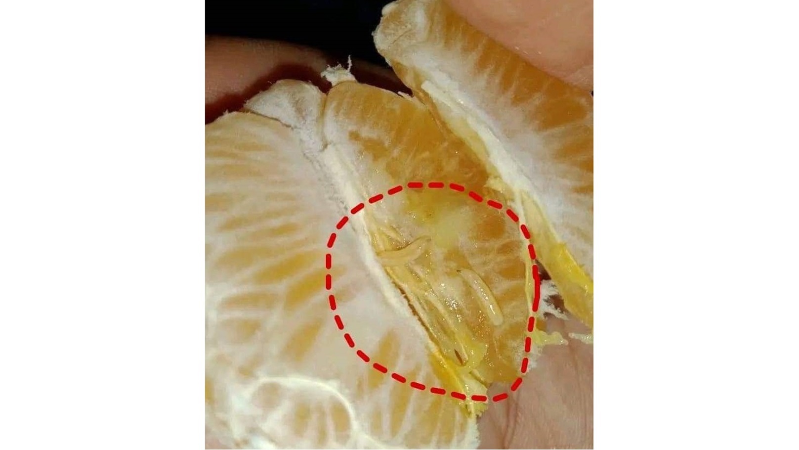 FB_IMG_1733140911457