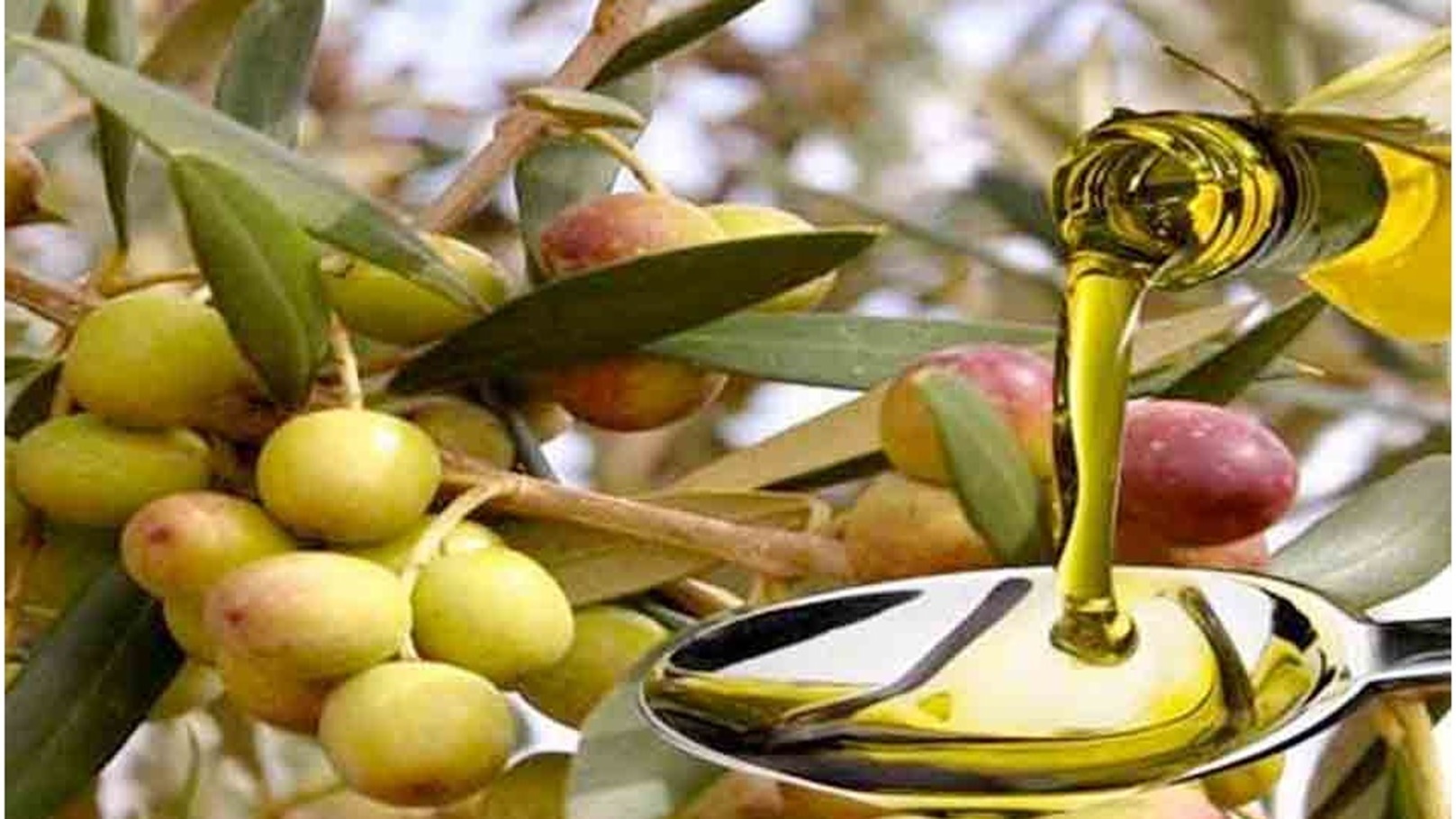 زيت الزيتون