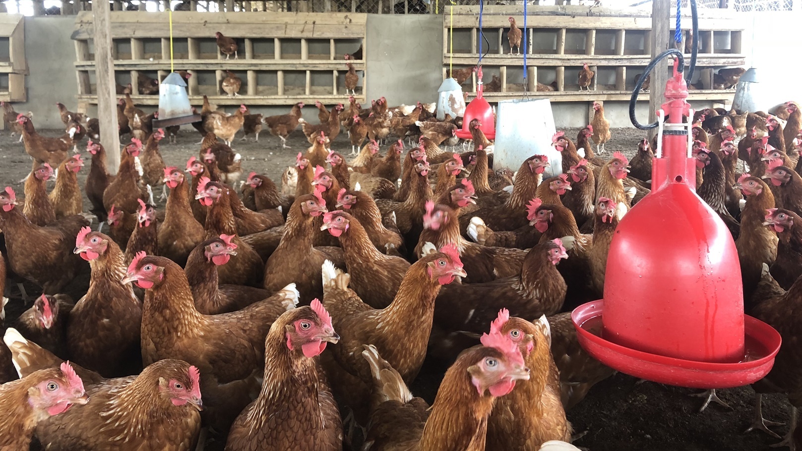 poultry-farm-2021-09-02-13-04-31-utc