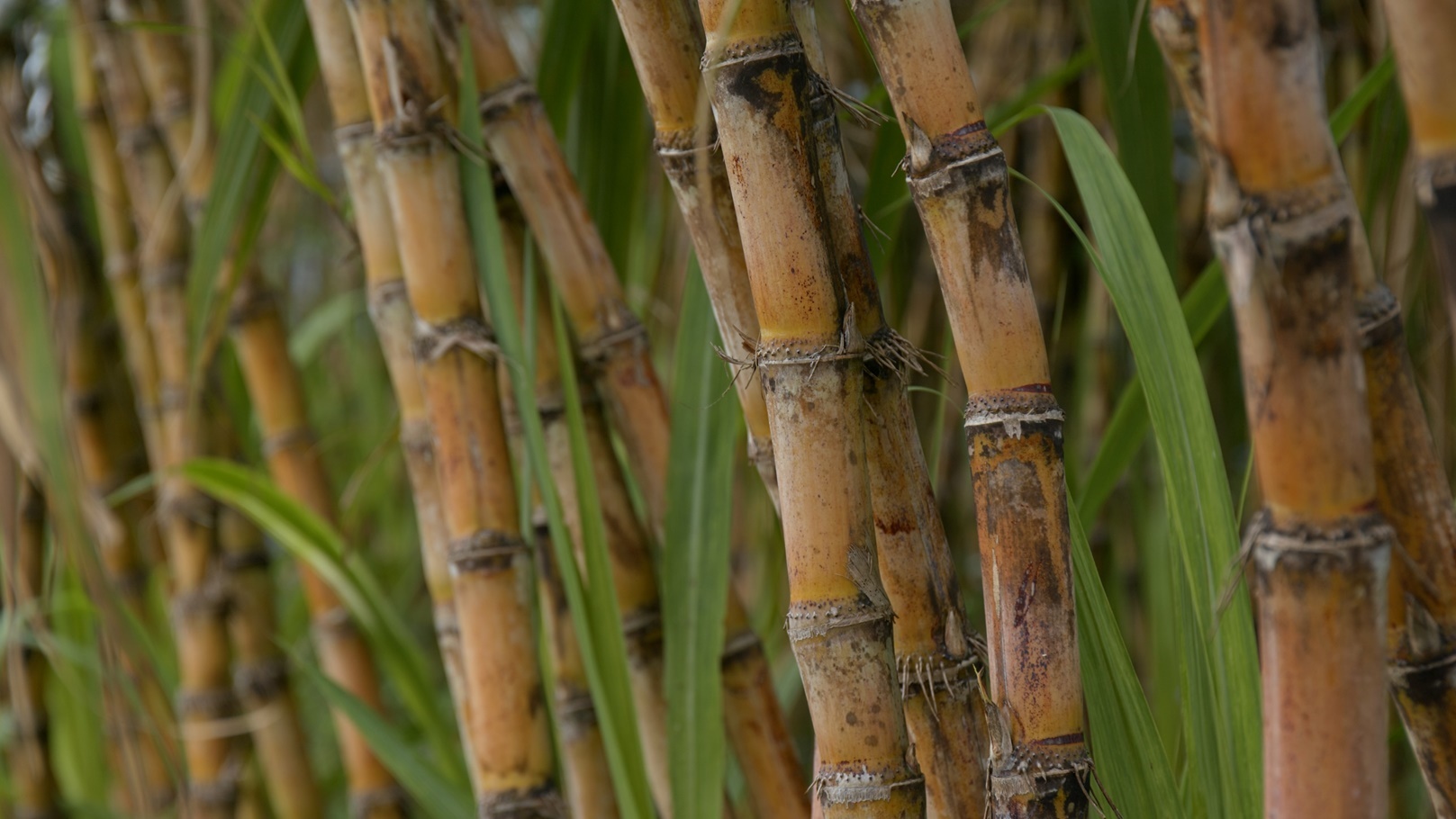 sugar-cane-farm-2021-08-29-05-18-11-utc