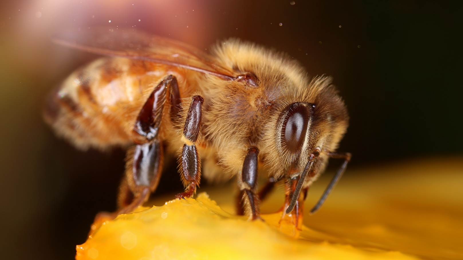 bee-is-for-sweet-honey-2021-08-26-16-29-45-utc