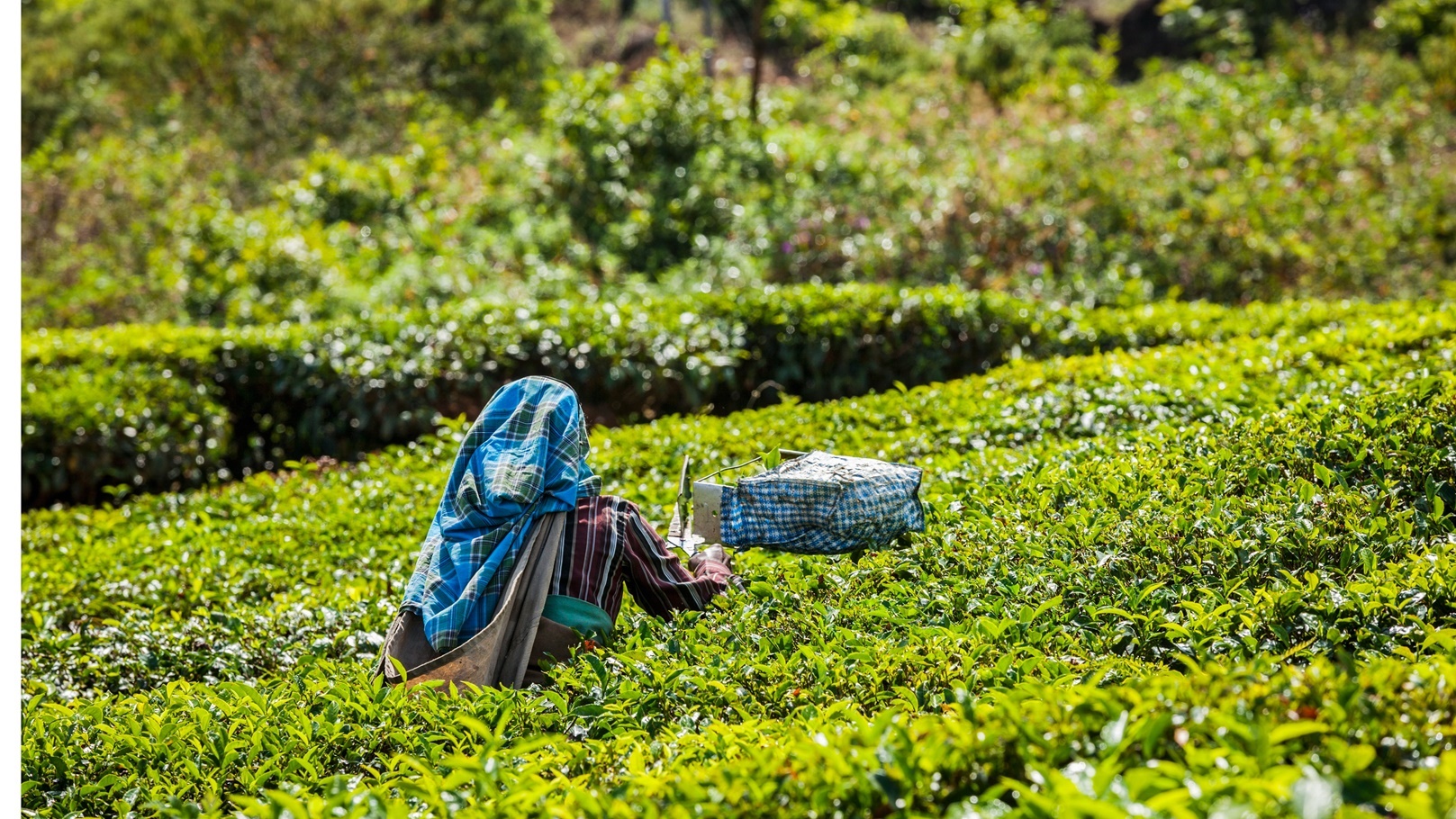 indian-woman-harvests-tea-leaves-at-tea-plantation-2021-08-26-22-58-59-utc