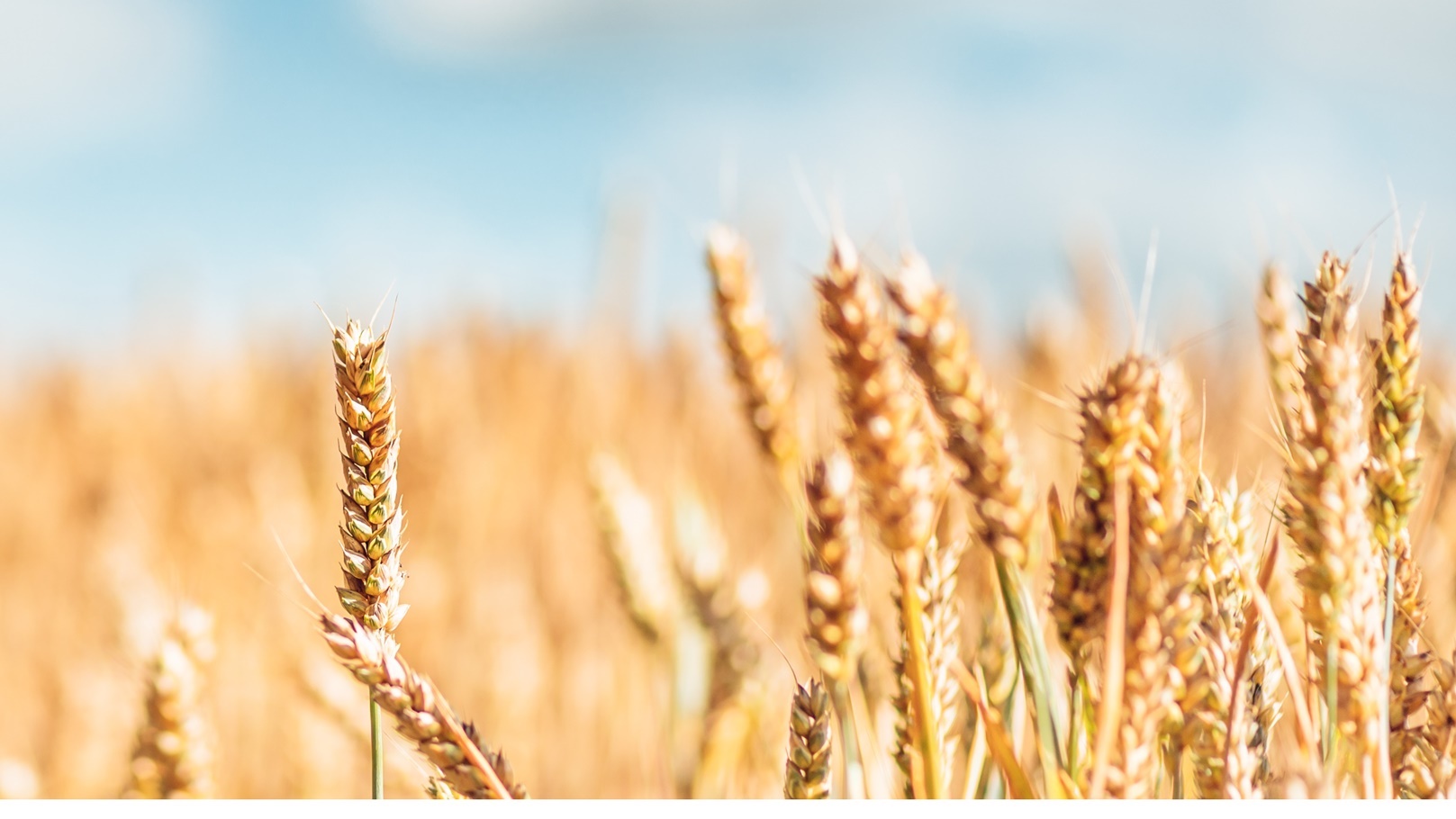 field-of-golden-wheat-2021-08-31-03-50-47-utc