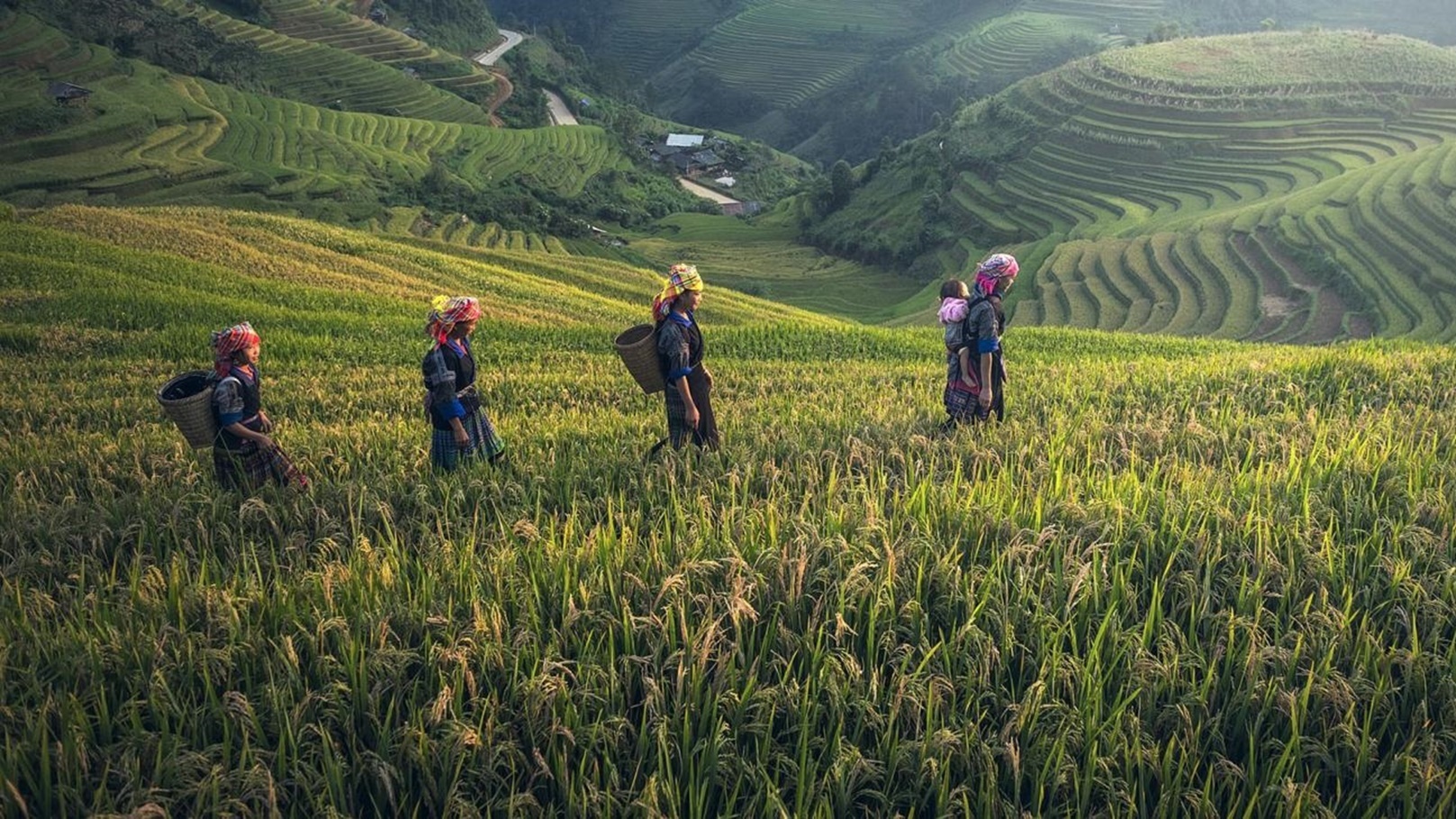 agriculture-17934031920-1