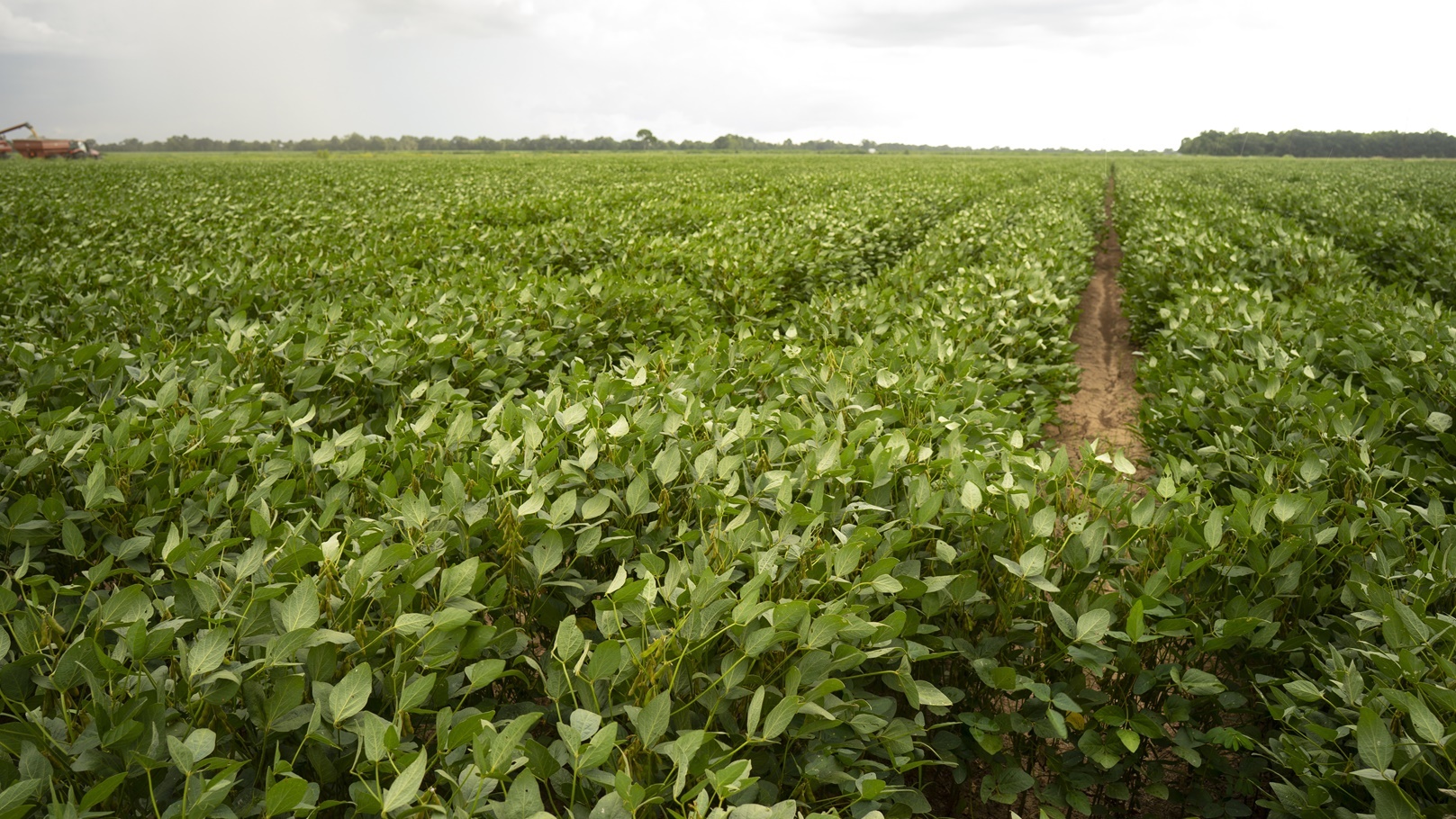 soy-beans-grow-big-and-lush-in-the-deep-south-usa-2021-08-26-22-38-17-utc