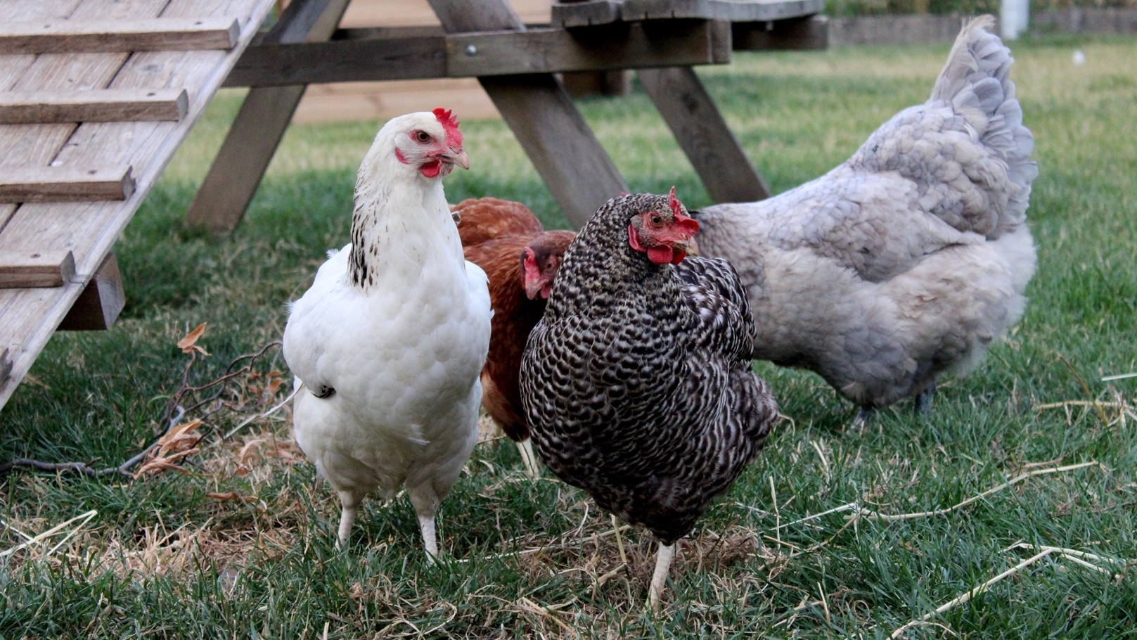 four-chickens-in-the-grass-on-the-farm-hens-po-2021-09-02-09-35-22-utc