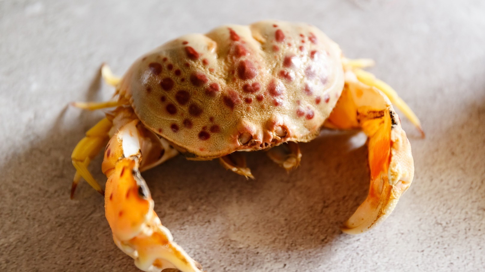 delicious-crabs-with-hot-pepper-on-a-stone-backgro-2021-12-09-13-55-33-utc