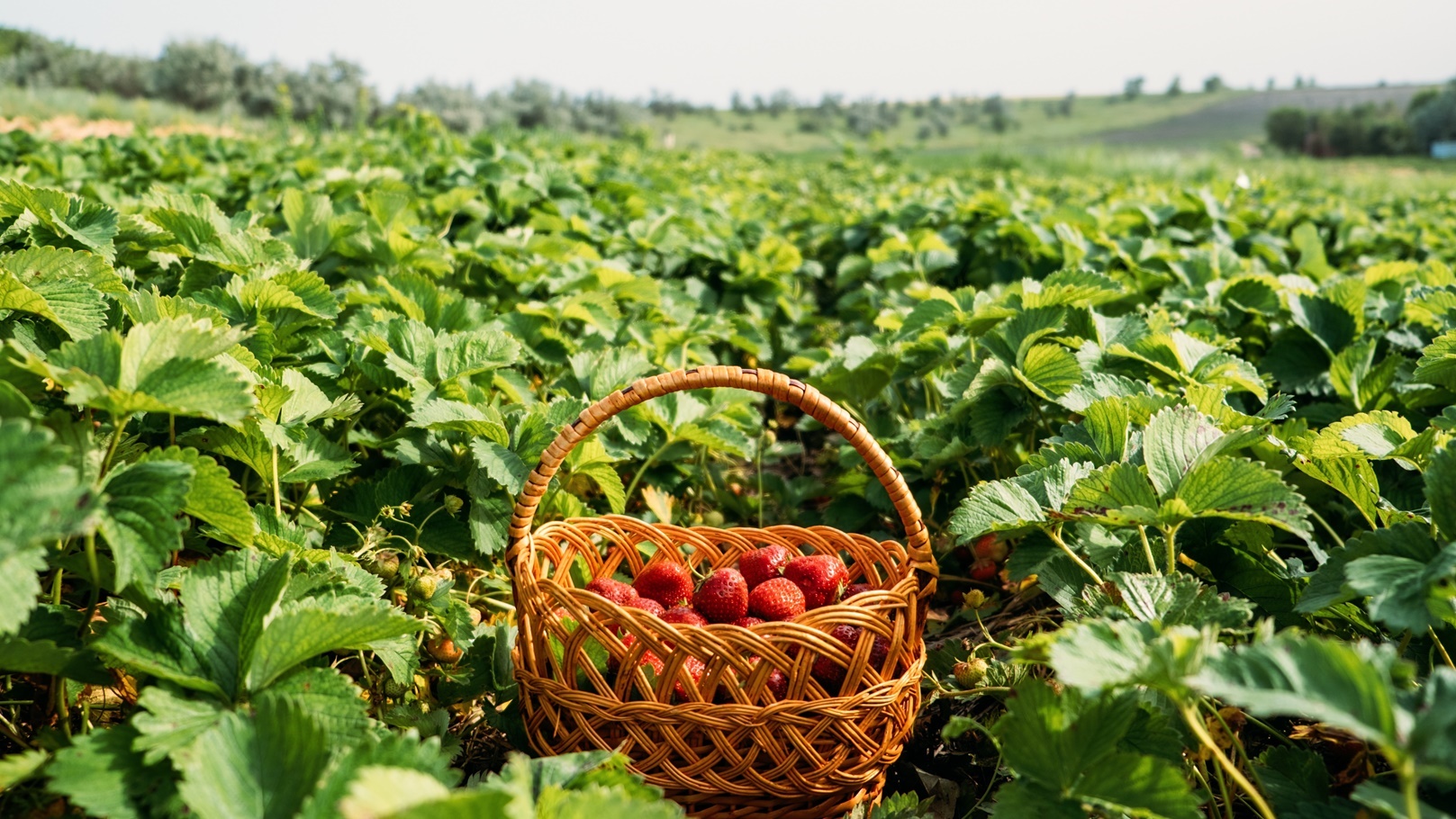strawberry-field-on-fruit-farm-fresh-ripe-organic-2021-09-03-16-39-34-utc
