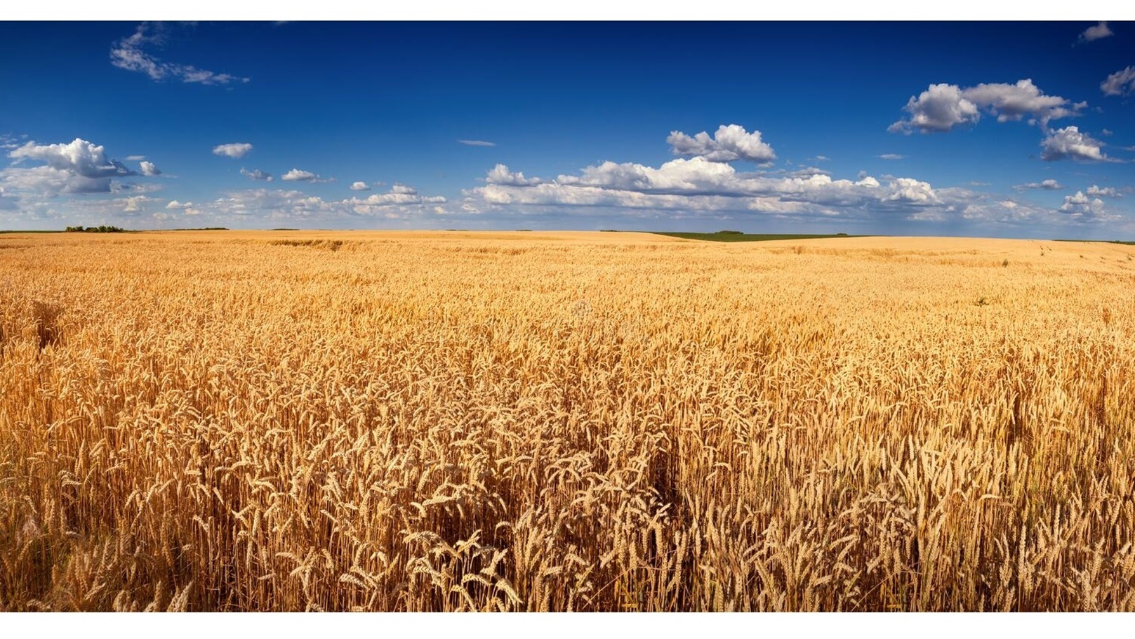 golden-wheat-field-panorama-harvest-agricultural-fields-executed-titel-hill-titel-hill-loess-hillock-situated-59644932