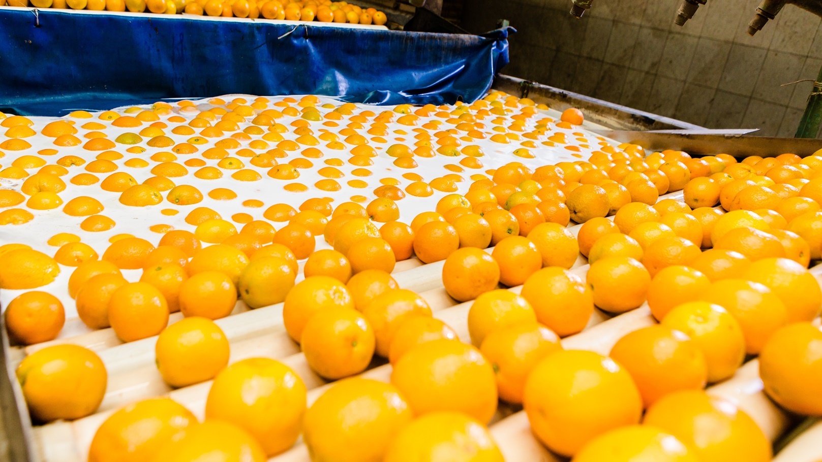 محطة التعبئة والفرز بشركة الروضة للتنمية الزراعية