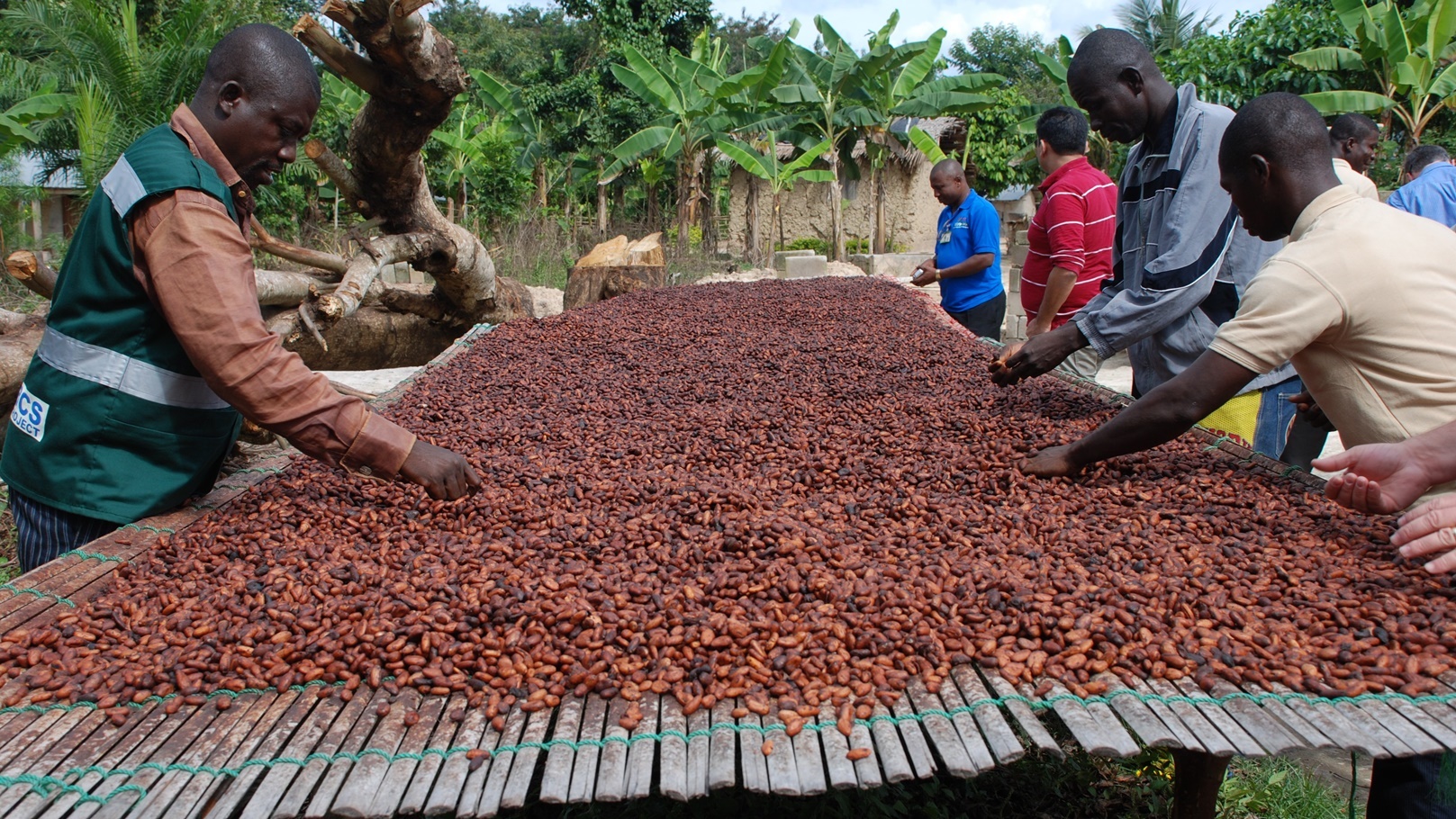 cocoa-farmers