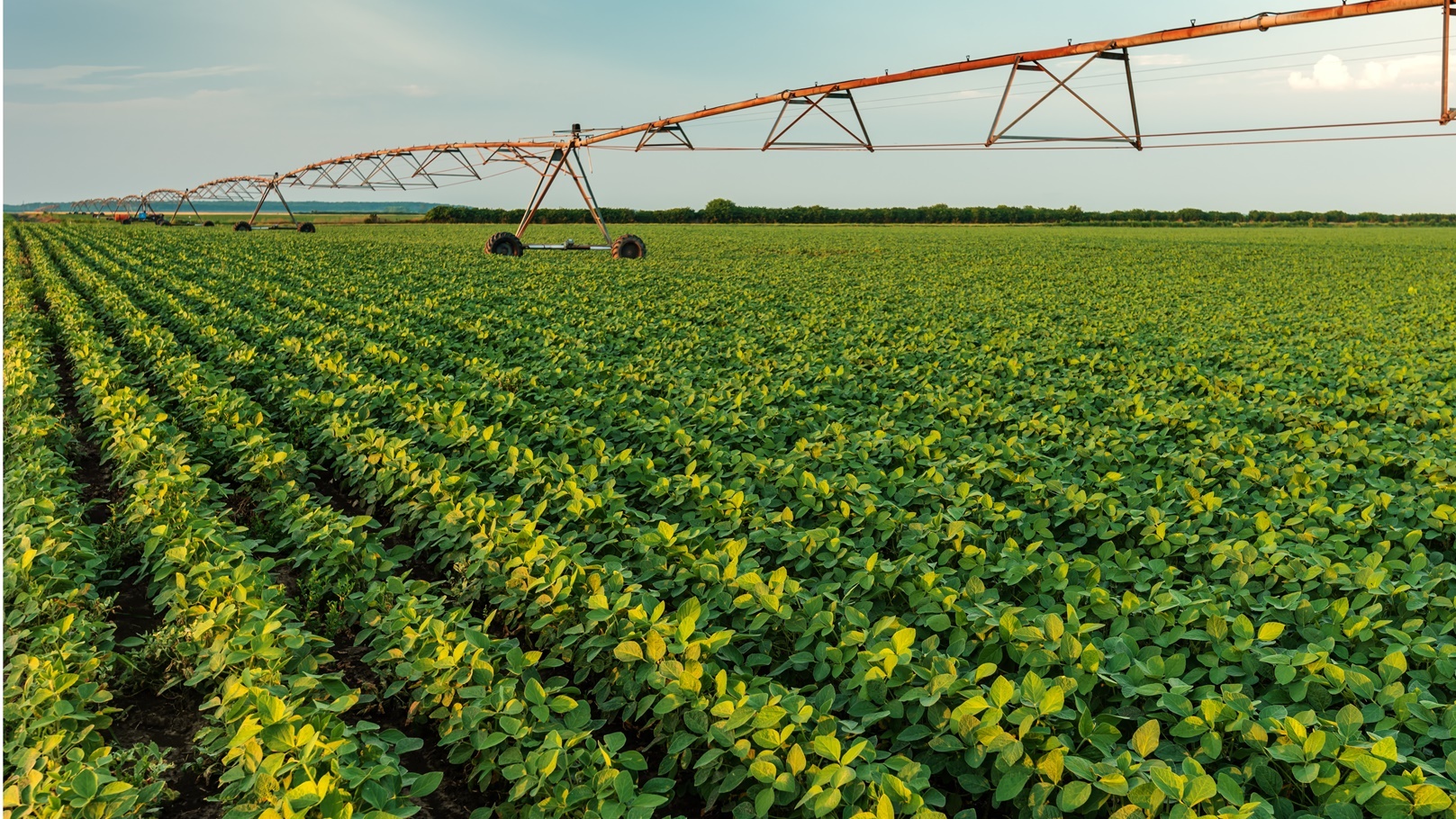 irrigation-sprinklers-in-young-soybean-field-2021-08-26-23-03-11-utc