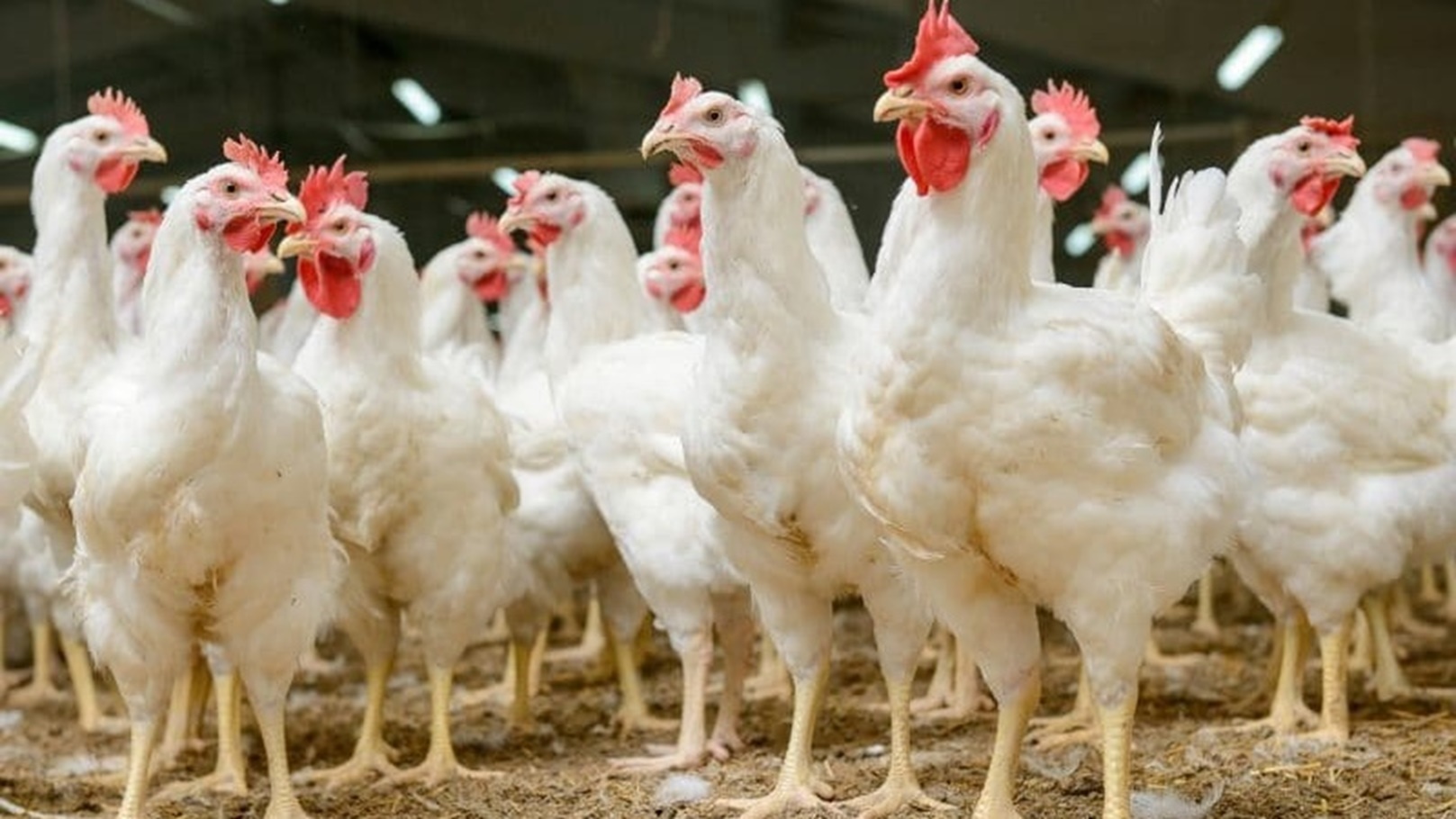 19_2021-637717910181371295-137