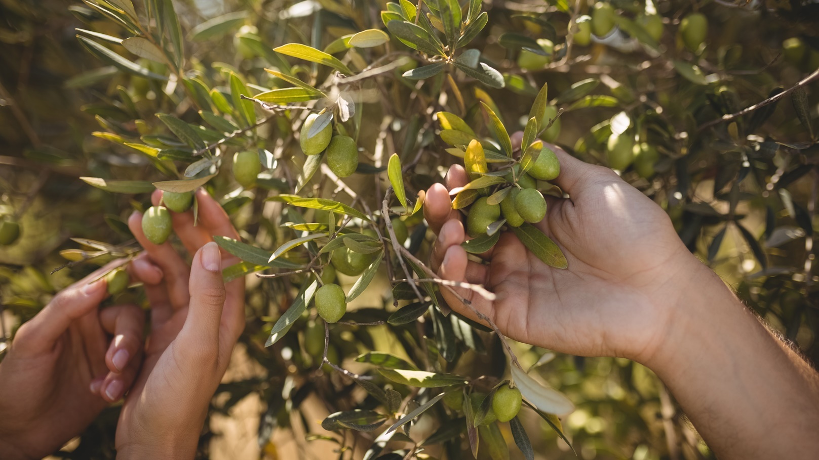 hands-of-couple-holding-olive-tree-at-farm-2021-08-28-16-47-02-utc