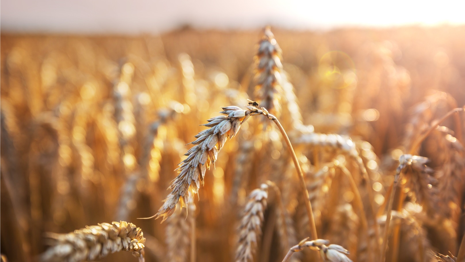 wheat-2021-08-28-19-02-29-utc