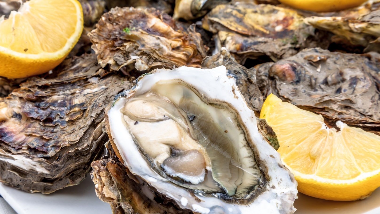 oysters-2021-08-26-16-29-13-utc