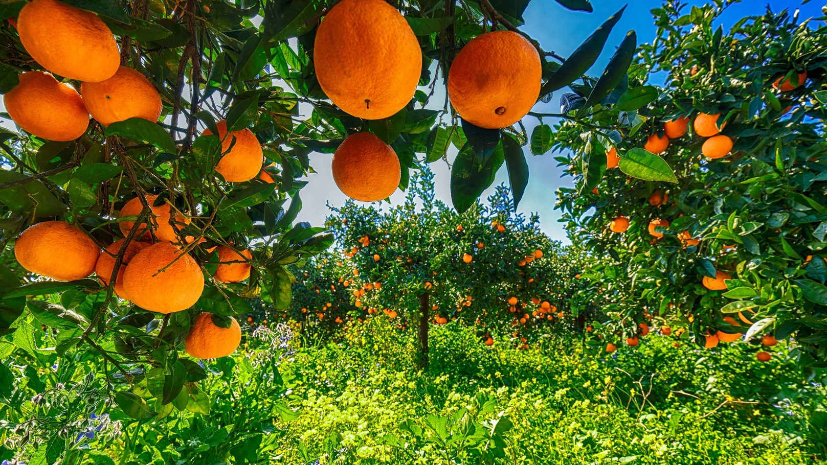 ripe-oranges-on-tree-in-orange-garden-2021-08-29-23-34-55-utc