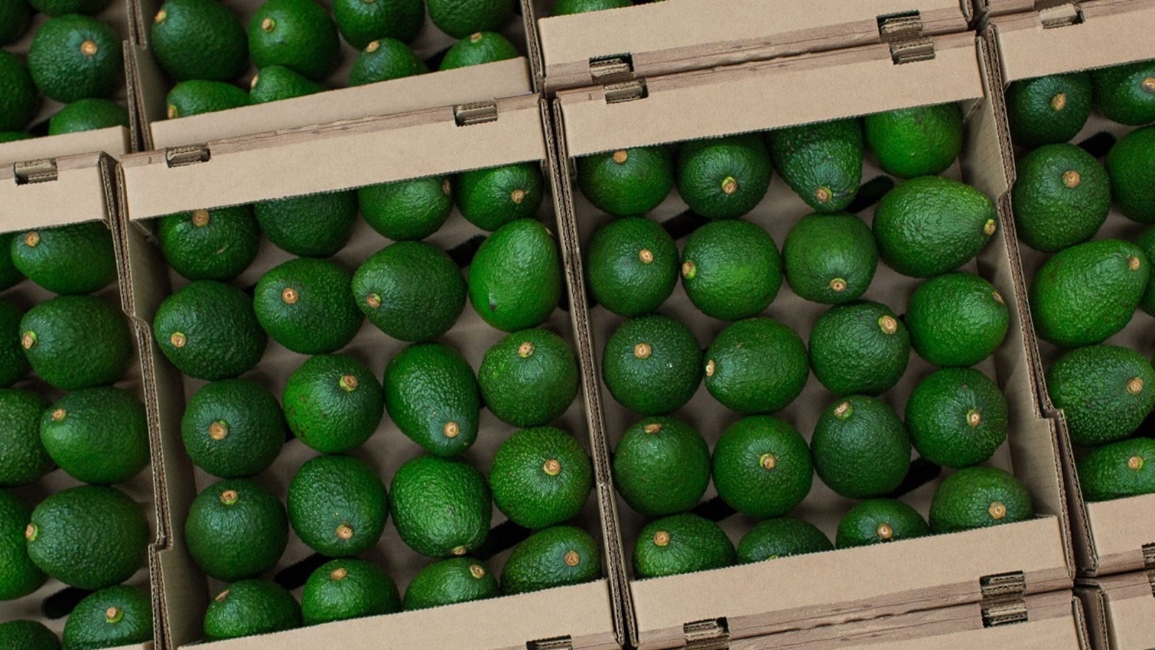 18587438401607247039