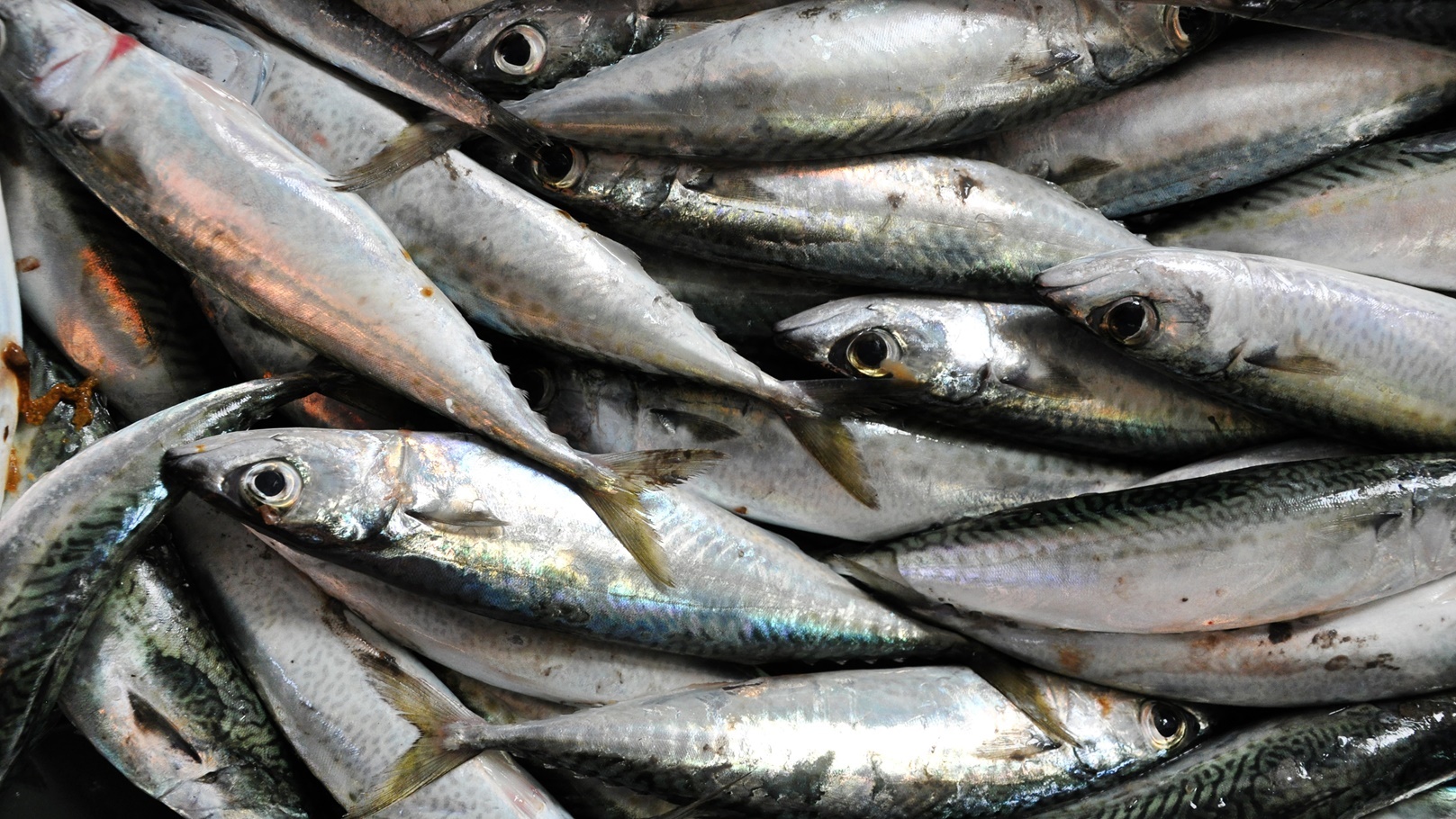 background-with-fresh-fish-in-a-fish-market-2021-08-26-16-21-41-utc