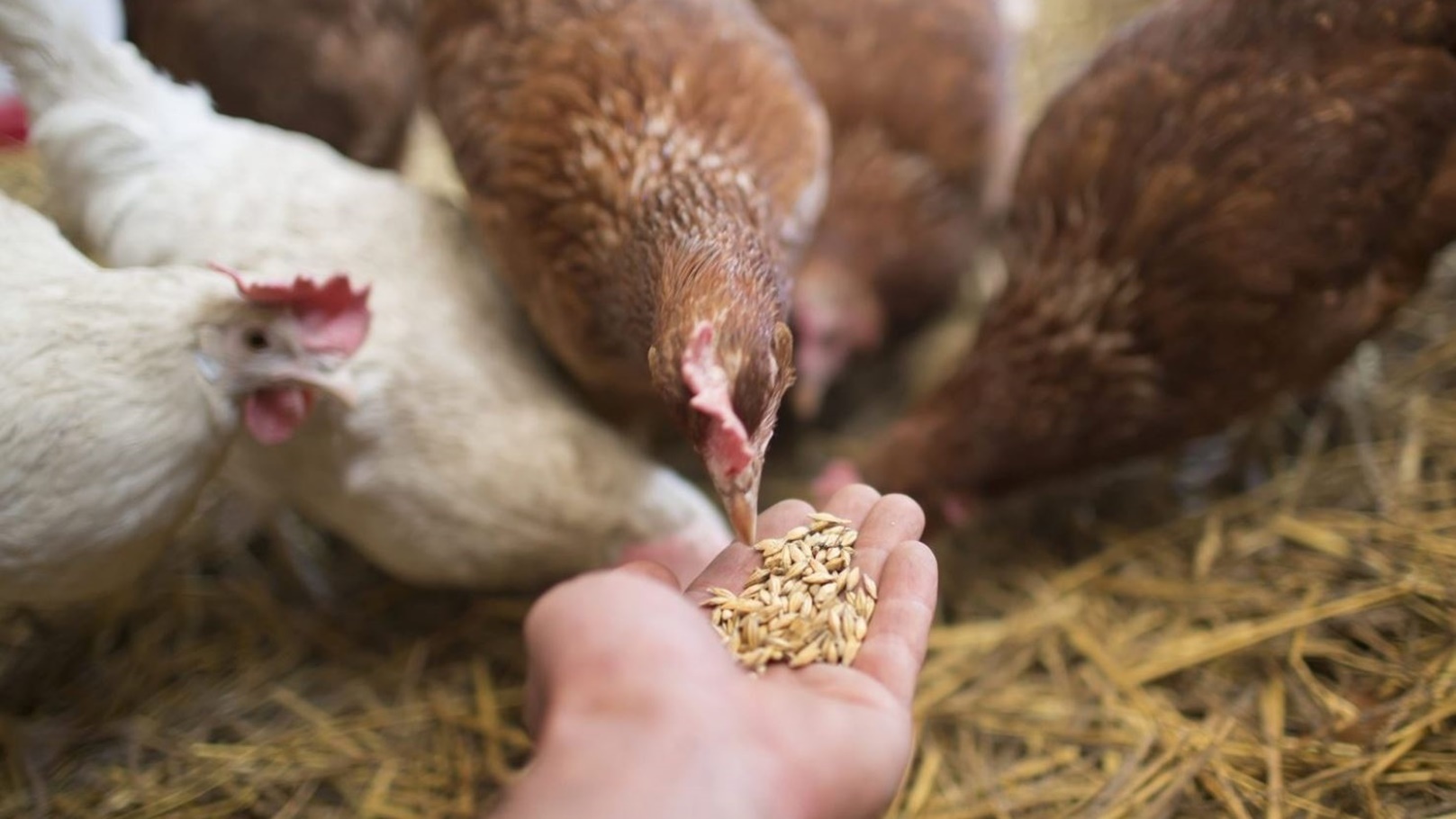 أعلاف دواجن