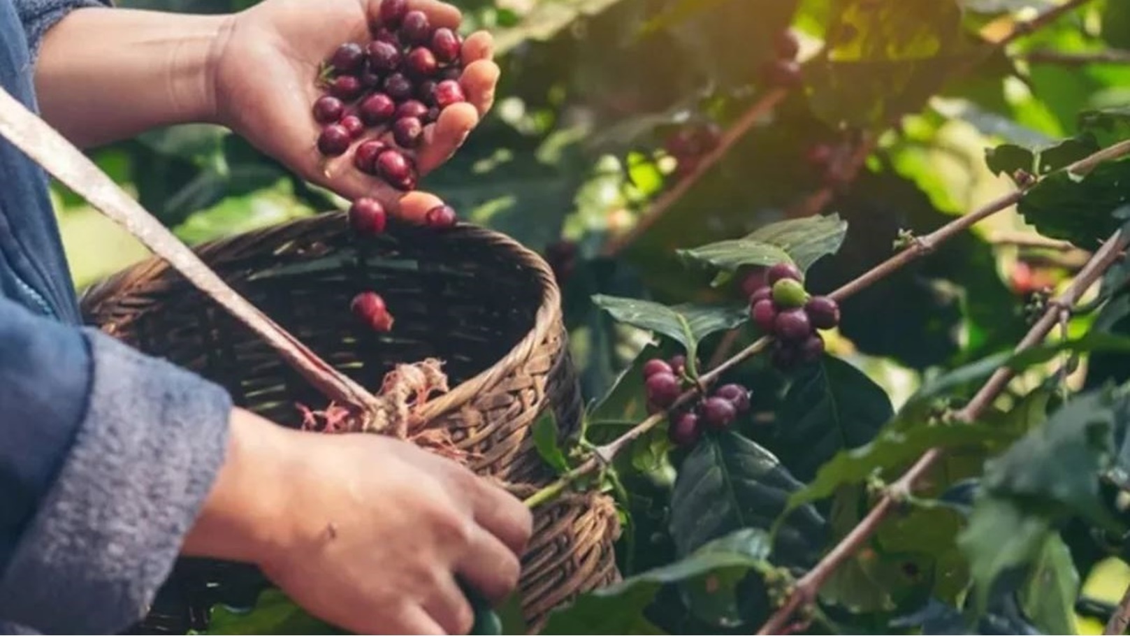 حصاد المحاصيل