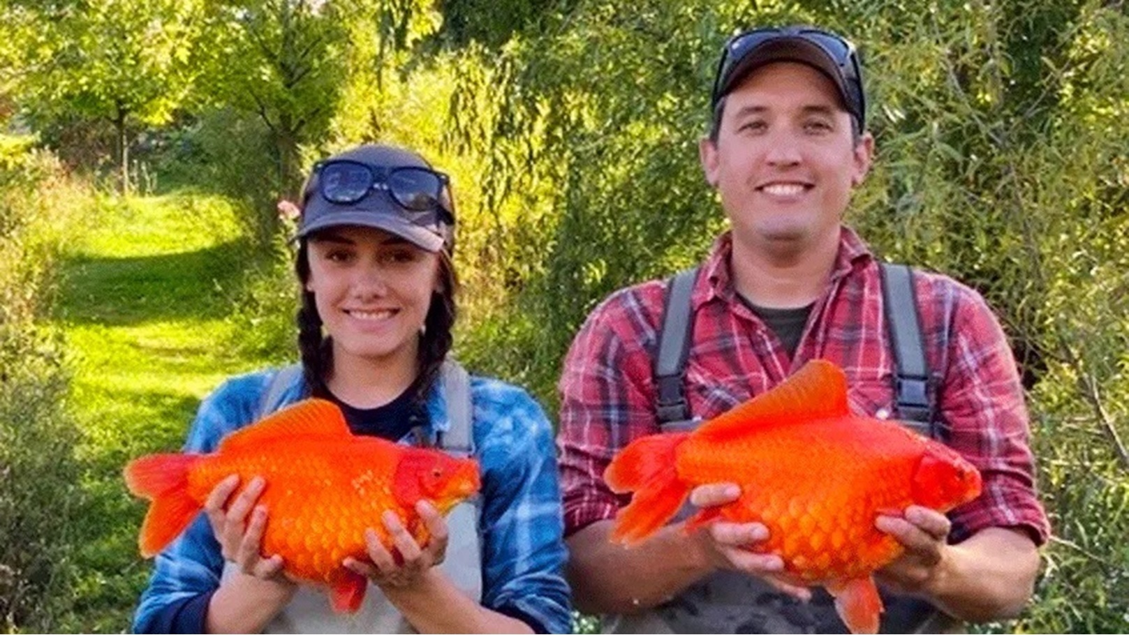 السمكة  الذهبية