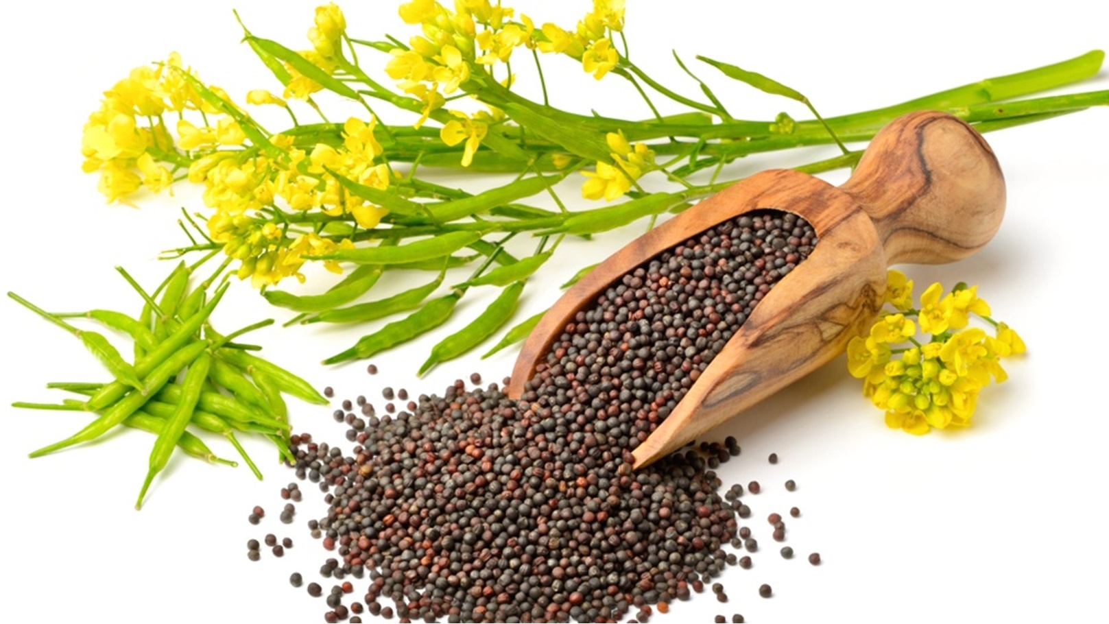 shutterstock_1059833036-1000x600