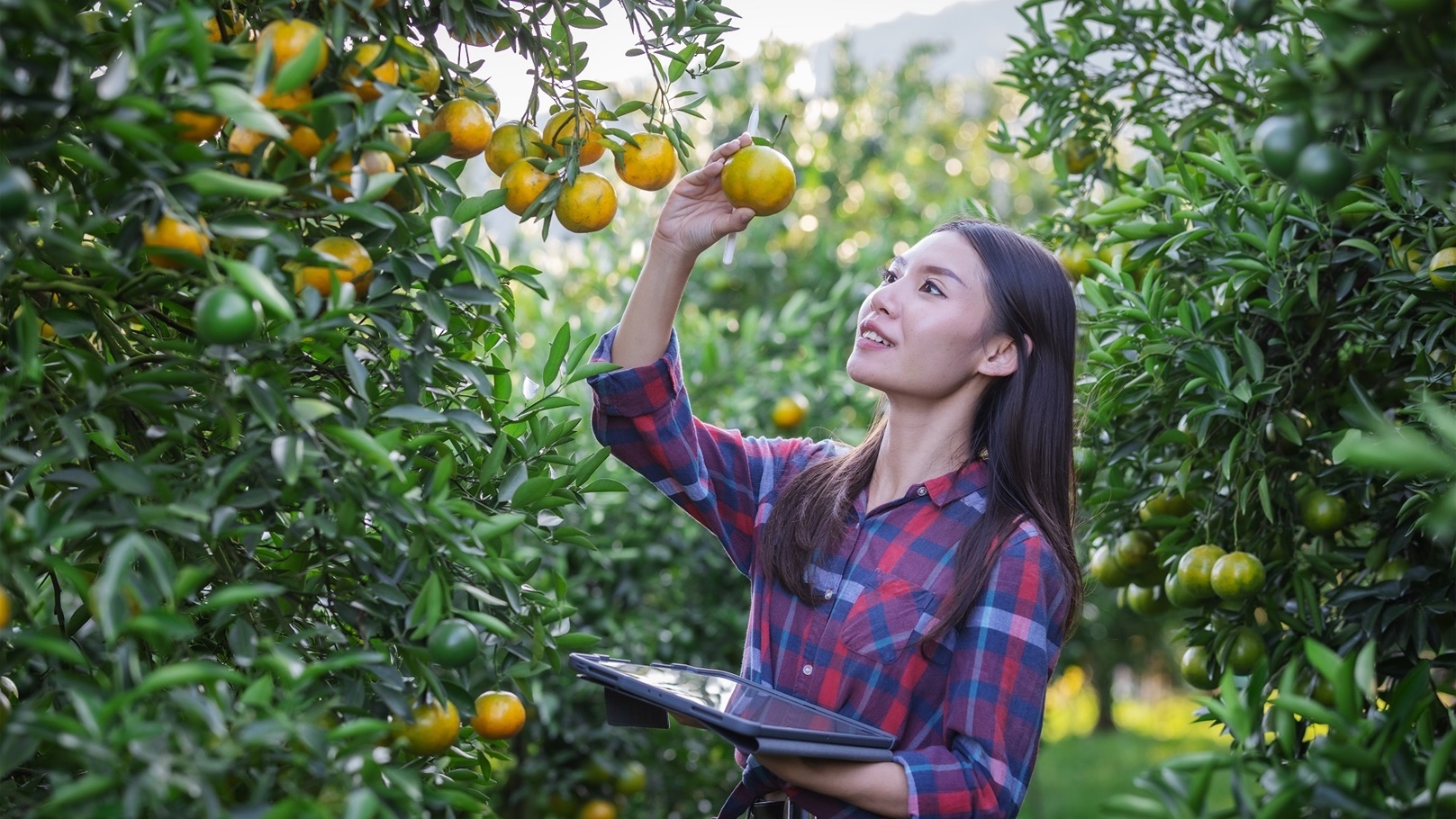 young-farmer-holding-sweet-orange-trees-in-hands-s-2021-09-02-17-03-57-utc
