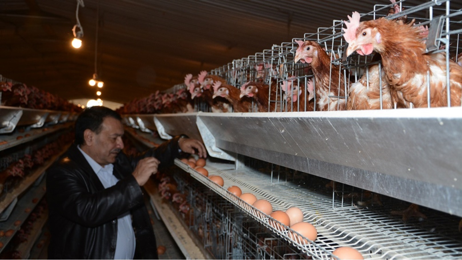 الاستثمار في الدواجن