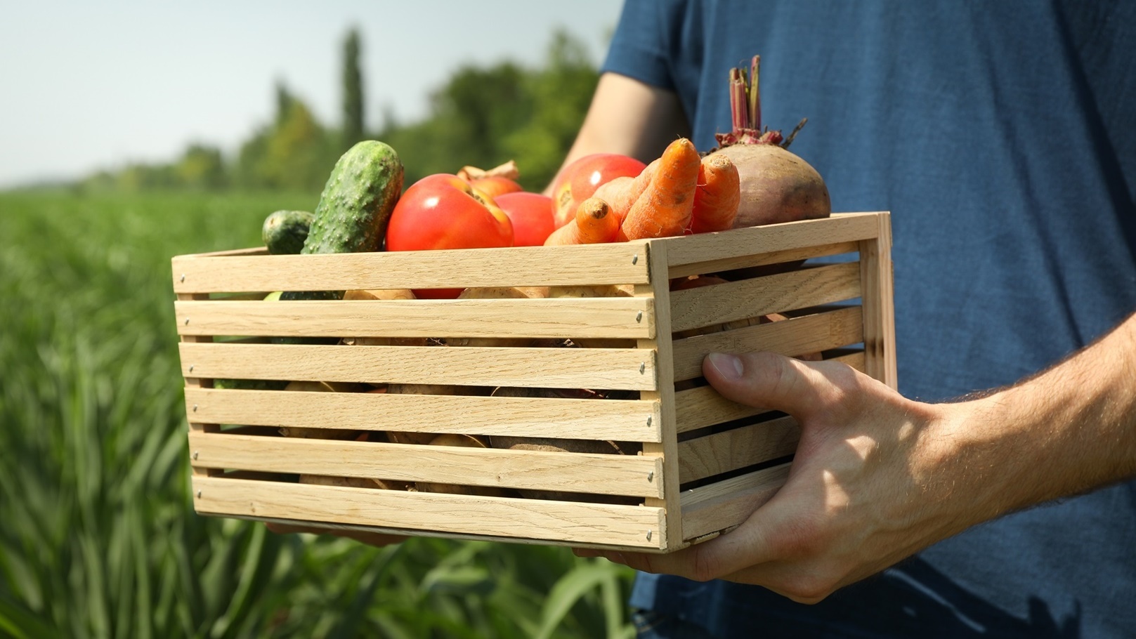 man-with-wooden-box-of-vegetables-in-corn-field-f-2021-09-02-21-43-08-utc