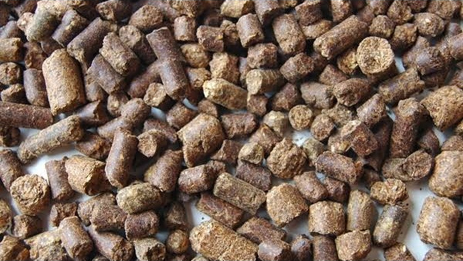 كسب دوار الشمس