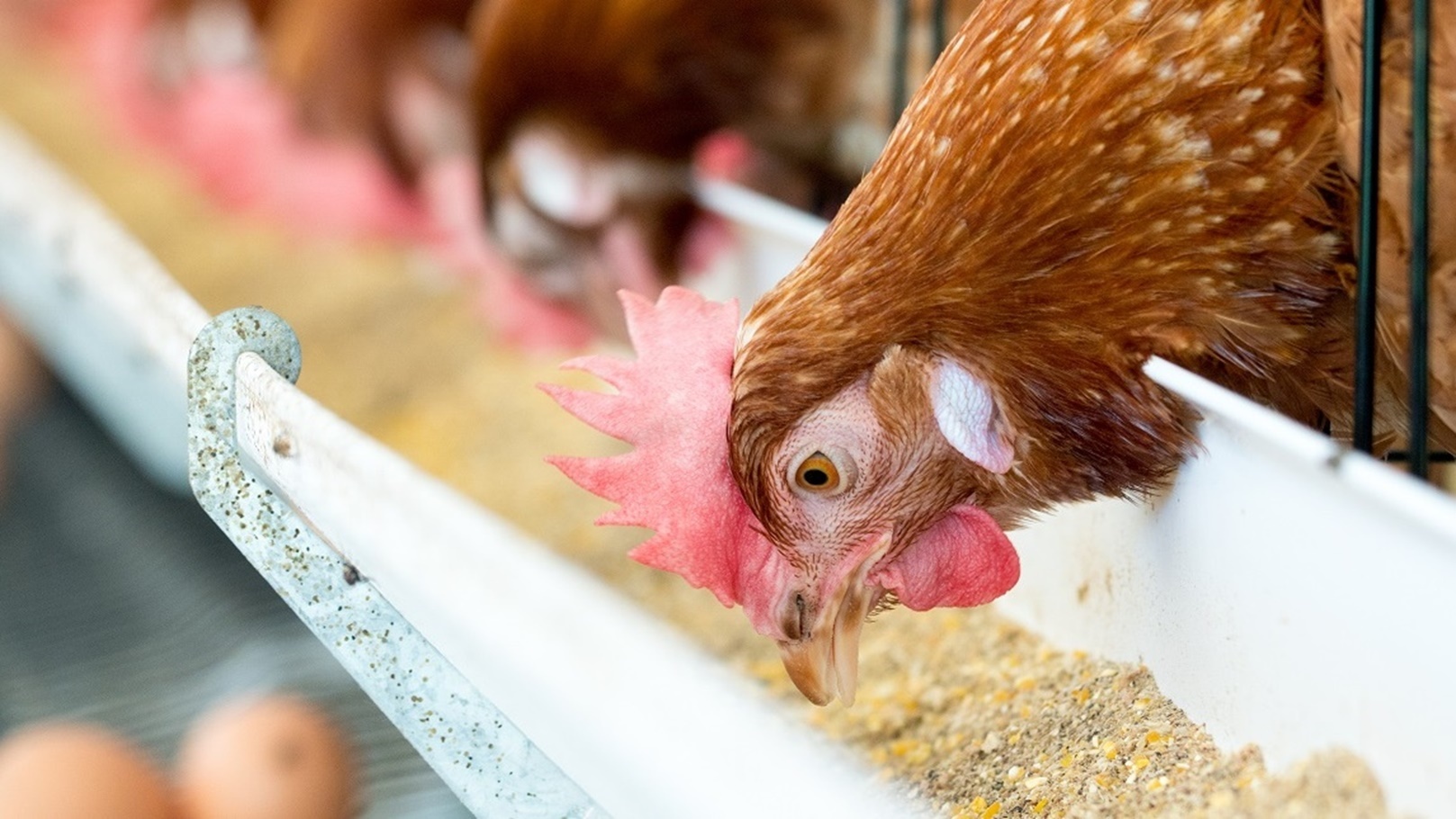 أعلاف ودواجن