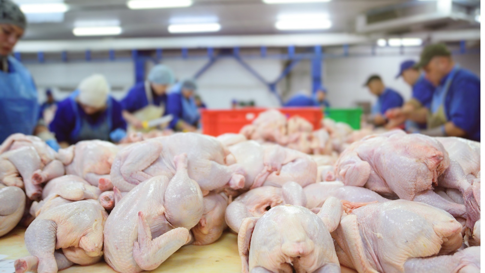 poultry-processing-14