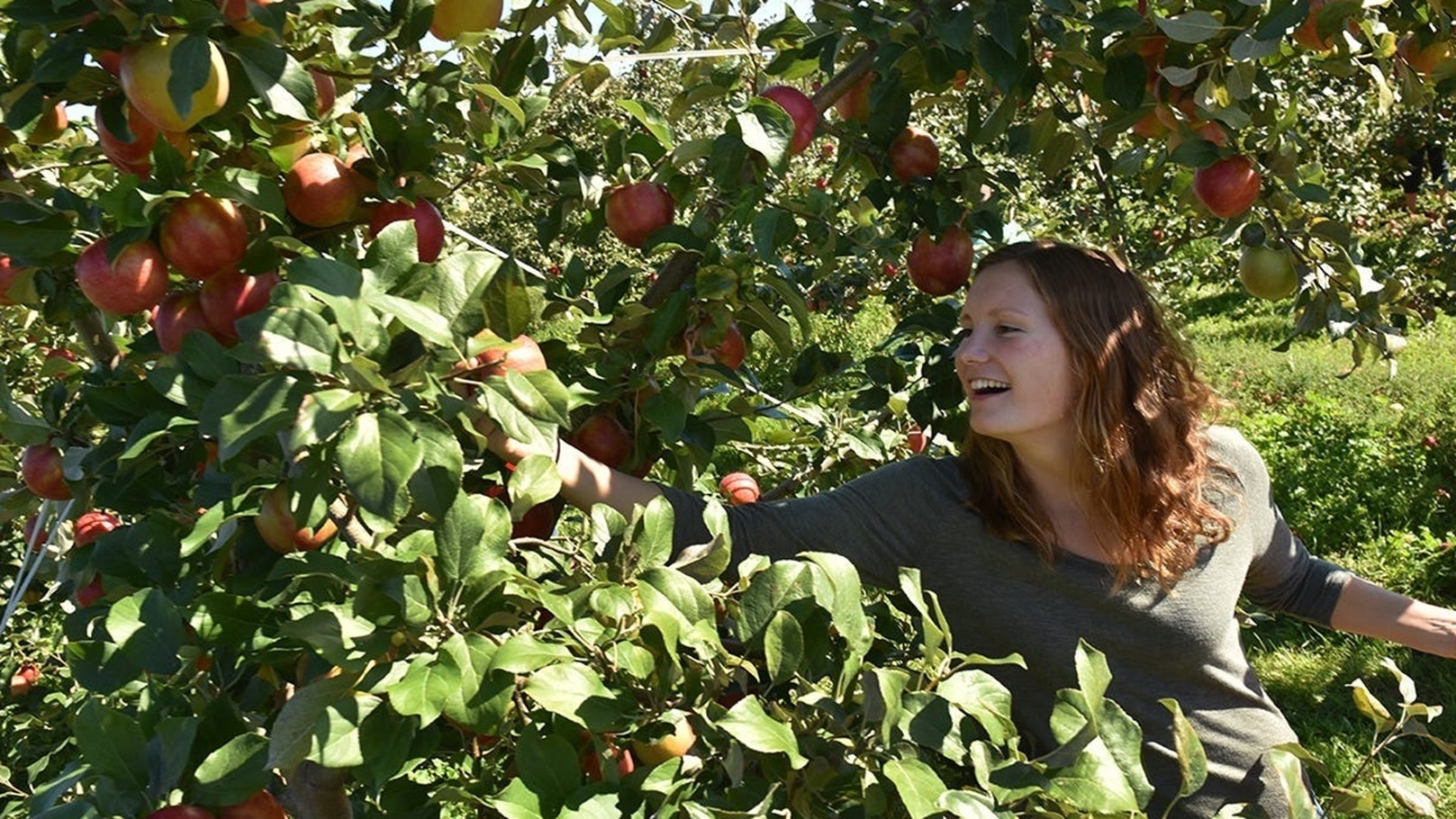7dd43b56-598b-41f1-96d8-a6b2a07bfe17-DCA_0908_Door_County_apple_picking_Orchard_Country_16 (1)