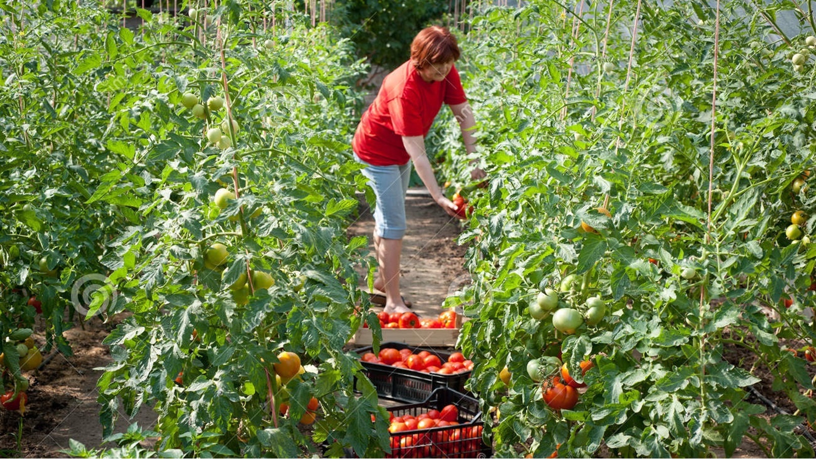 woman-picking-tomatoes-20399554