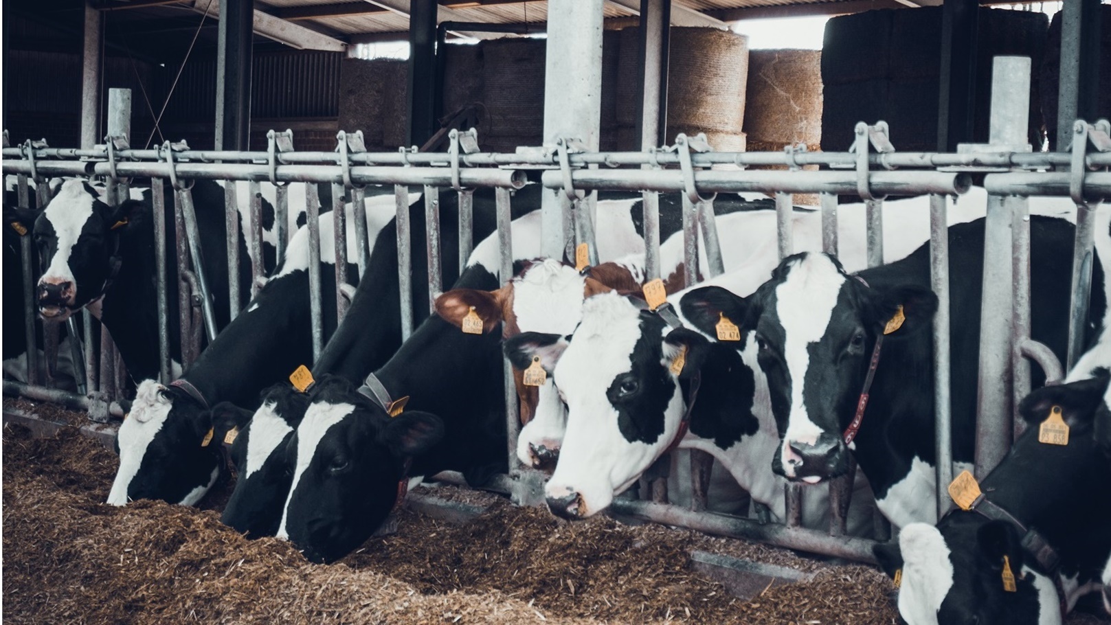 مزرعة أبقار